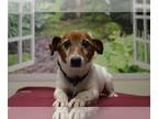 Jack Russell Terrier DOG FOR ADOPTION RGADN-1234493 - Fuddles - Jack Russell