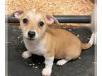 Pembroke Welsh Corgi Mix DOG FOR ADOPTION RGADN-1234507 - Jewel - Terrier /