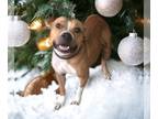 American Staffordshire Terrier DOG FOR ADOPTION RGADN-1234510 - Daisy - American
