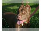 American Staffordshire Terrier-Chesapeake Bay Retriever Mix DOG FOR ADOPTION
