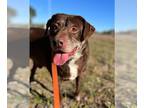 Chesapeake Bay Retriever Mix DOG FOR ADOPTION RGADN-1234524 - Floyd - Chesapeake