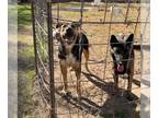 Border Collie Mix DOG FOR ADOPTION RGADN-1234529 - Jack - Border Collie /