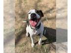 Bluetick Coonhound Mix DOG FOR ADOPTION RGADN-1234530 - Alvin - Bluetick