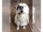 Bordernese DOG FOR ADOPTION RGADN-1234533 - Dora - Border Collie / Bernese