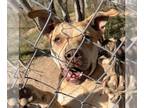 Labrador Retriever Mix DOG FOR ADOPTION RGADN-1234534 - Mousey - Australian