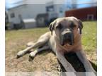 Anatolian Shepherd DOG FOR ADOPTION RGADN-1234535 - Tony - Anatolian Shepherd