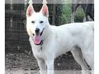 German Shepherd Dog DOG FOR ADOPTION RGADN-1234536 - Cotton - German Shepherd