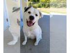 Border Collie-Great Pyrenees Mix DOG FOR ADOPTION RGADN-1234538 - Toby - Border