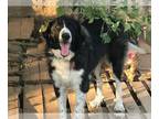 Bernese Mountain Dog DOG FOR ADOPTION RGADN-1234544 - Oreo - Bernese Mountain