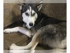 Siberian Husky DOG FOR ADOPTION RGADN-1234547 - Ace - Siberian Husky (medium