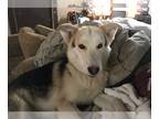German Shepherd Dog-Siberian Husky Mix DOG FOR ADOPTION RGADN-1234548 - Kai -