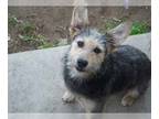Welsh Terrier Mix DOG FOR ADOPTION RGADN-1234555 - Dixie - Welsh Terrier / Mixed