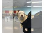 Wheaten Terrier Mix DOG FOR ADOPTION RGADN-1234563 - MAXAMILLIO - Wheaten