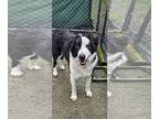 Border Collie-Great Pyrenees Mix DOG FOR ADOPTION RGADN-1234569 - Birch - Great