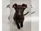Labrador Retriever Mix DOG FOR ADOPTION RGADN-1234581 - Daisy - Shepherd /