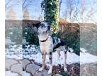 Catahoula Leopard Dog Mix DOG FOR ADOPTION RGADN-1234585 - Mr