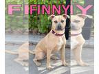 American Pit Bull Terrier Mix DOG FOR ADOPTION RGADN-1234594 - Finny - Pit Bull