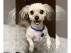 Poovanese DOG FOR ADOPTION RGADN-1234597 - Bonita - Poodle (Miniature) /