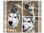 Mix DOG FOR ADOPTION RGADN-1234602 - Sony - Husky Dog For Adoption
