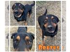 Rottweiler Mix DOG FOR ADOPTION RGADN-1234603 - Brutus - Rottweiler / Shepherd /