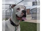 Boxer DOG FOR ADOPTION RGADN-1234626 - Dunn - Boxer Dog For Adoption
