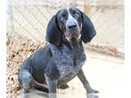Bluetick Coonhound Mix DOG FOR ADOPTION RGADN-1234629 - BLUE BELLE - Bluetick