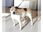 American Staffordshire Terrier Mix DOG FOR ADOPTION RGADN-1234634 - Matt -