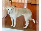 Golden Labrador DOG FOR ADOPTION RGADN-1234647 - Eddie Spaghetti - Labrador