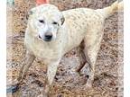Great Pyrenees Mix DOG FOR ADOPTION RGADN-1234648 - Lila - Great Pyrenees /