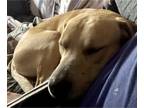 Labrador Retriever Mix DOG FOR ADOPTION RGADN-1234652 - Graham Cracker -