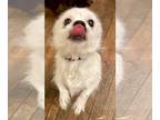 Pomeranian Mix DOG FOR ADOPTION RGADN-1234656 - Lucky & Layla bonded pair -