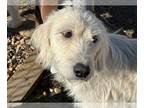 Golden Retriever DOG FOR ADOPTION RGADN-1234658 - Delilah - Golden Retriever