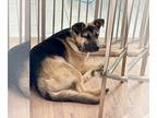 Black Mouth Cur-German Shepherd Dog Mix DOG FOR ADOPTION RGADN-1234666 - Max -