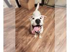 American Staffordshire Terrier DOG FOR ADOPTION RGADN-1234668 - Mary *Deaf* -