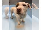 American Staffordshire Terrier Mix DOG FOR ADOPTION RGADN-1234674 - Maverick -