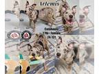 Catahoula Leopard Dog DOG FOR ADOPTION RGADN-1234694 - Artemis - Catahoula