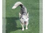 Huskies Mix DOG FOR ADOPTION RGADN-1234698 - Ashley - Husky / Mixed Dog For