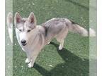 Huskies Mix DOG FOR ADOPTION RGADN-1234699 - Mary Kate - Husky / Mixed Dog For