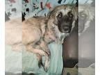 German Shepherd Dog-Great Pyrenees Mix DOG FOR ADOPTION RGADN-1234704 - Bucky