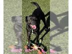 Labrador Retriever Mix DOG FOR ADOPTION RGADN-1234711 - SKIP - Terrier /