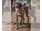 Plott Hound DOG FOR ADOPTION RGADN-1234712 - Tracker: at the shelter - Plott