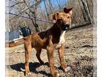 American Pit Bull Terrier Mix DOG FOR ADOPTION RGADN-1234715 - HOWARD - Hound /