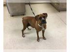 Boxer DOG FOR ADOPTION RGADN-1234747 - Dog - Boxer (medium coat) Dog For