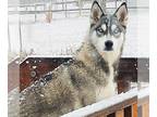 Mix DOG FOR ADOPTION RGADN-1234757 - BLITZ - Husky (medium coat) Dog For