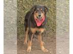 Shepweiller DOG FOR ADOPTION RGADN-1234786 - Whiskey - Rottweiler / German