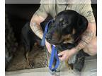 Shepweiller DOG FOR ADOPTION RGADN-1234789 - Storm - Rottweiler / German