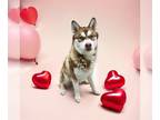 Siberian Husky DOG FOR ADOPTION RGADN-1234795 - *SANJI - Siberian Husky (medium