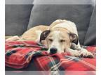 Boxador DOG FOR ADOPTION RGADN-1234809 - GRIFFIN - Labrador Retriever / Boxer /