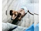 Dachshund DOG FOR ADOPTION RGADN-1234816 - Rex - Dachshund (short coat) Dog For