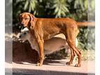 Redbone Coonhound Mix DOG FOR ADOPTION RGADN-1234821 - Bagel - Redbone Coonhound